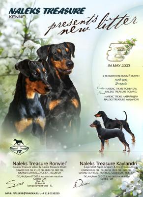 litter Naleks Treasure